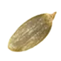 Semillas Terra Artesana