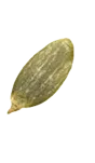 Semillas Terra Artesana