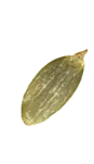Semillas Terra Artesana